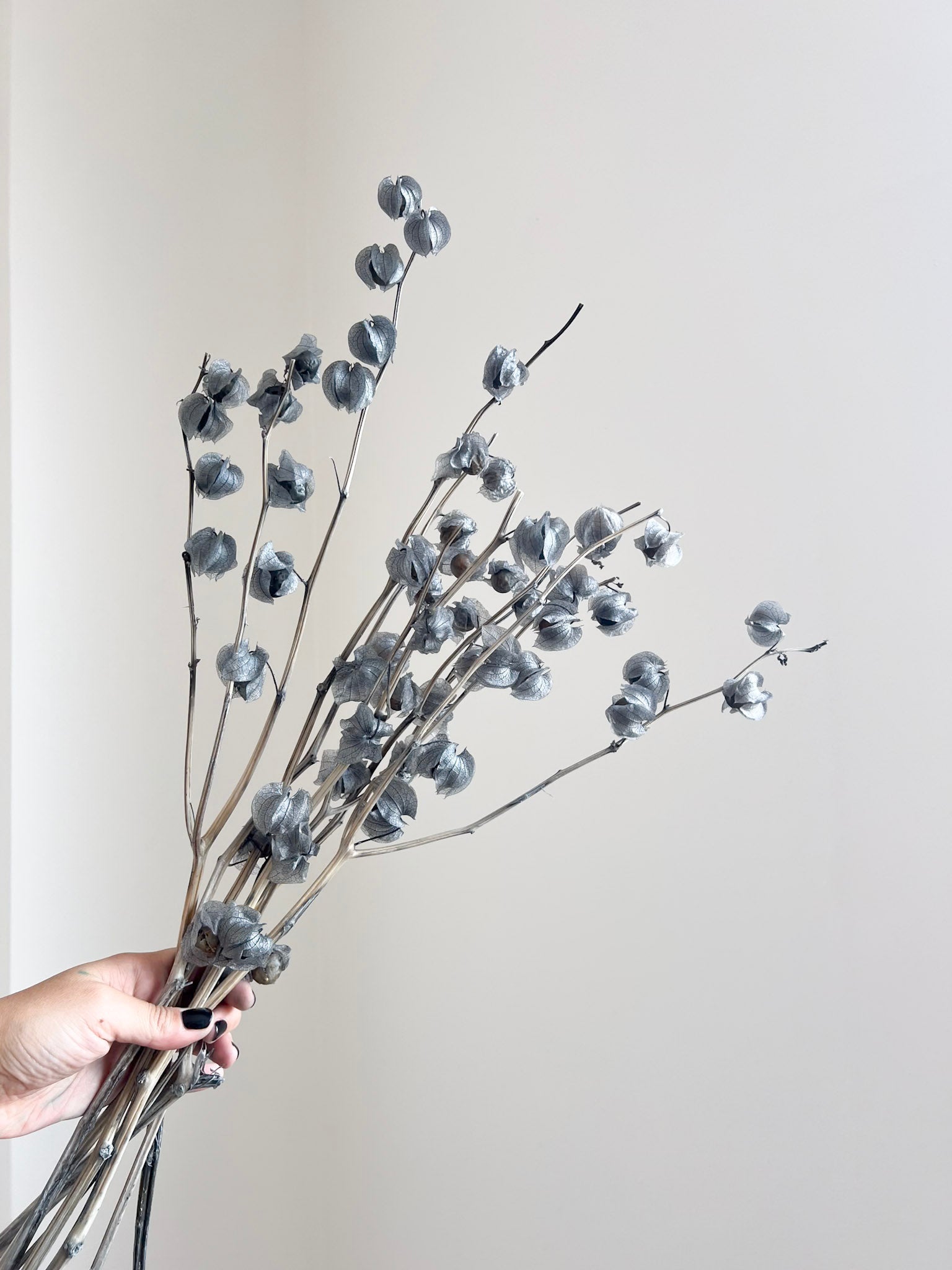 JASPER » Mazzo di Physalis celeste polvere - Bloomoon