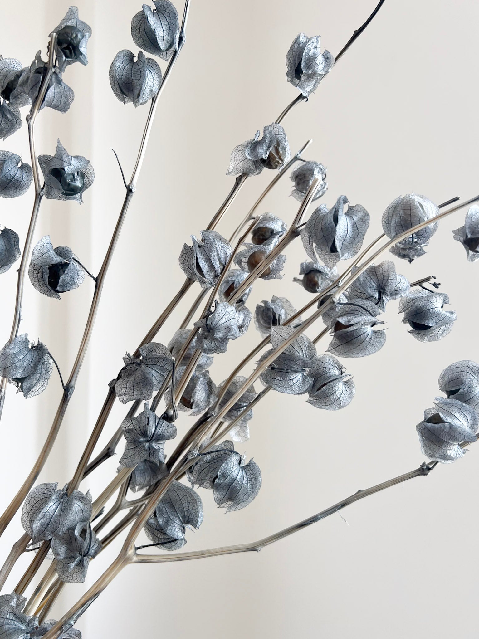JASPER » Mazzo di Physalis celeste polvere - Bloomoon