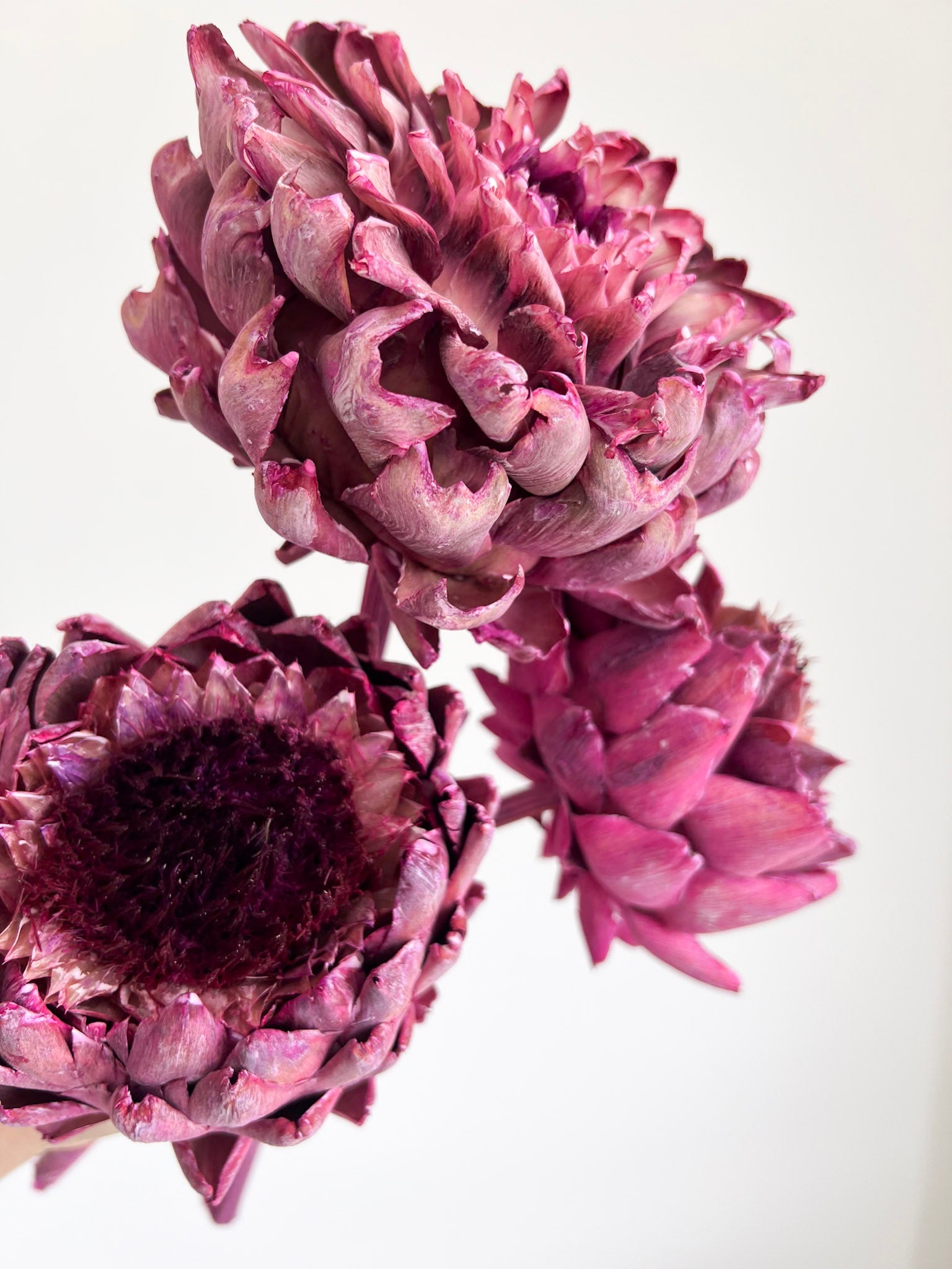 KIRA » 3 Carciofi grandi essiccati fucsia - Bloomoon