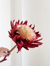 KORA » fiore di carciofo grande aperto rosso - Bloomoon