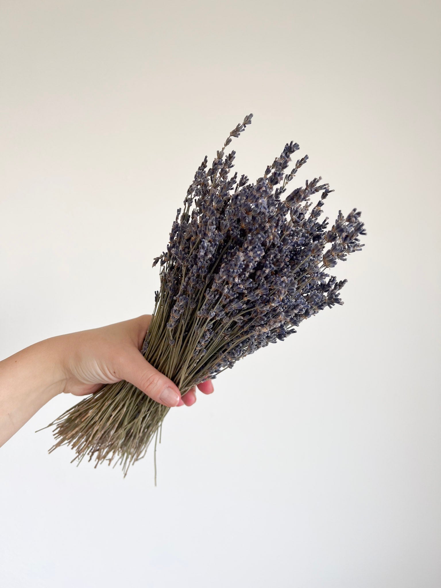 LAURA » Lavanda naturale - Bloomoon