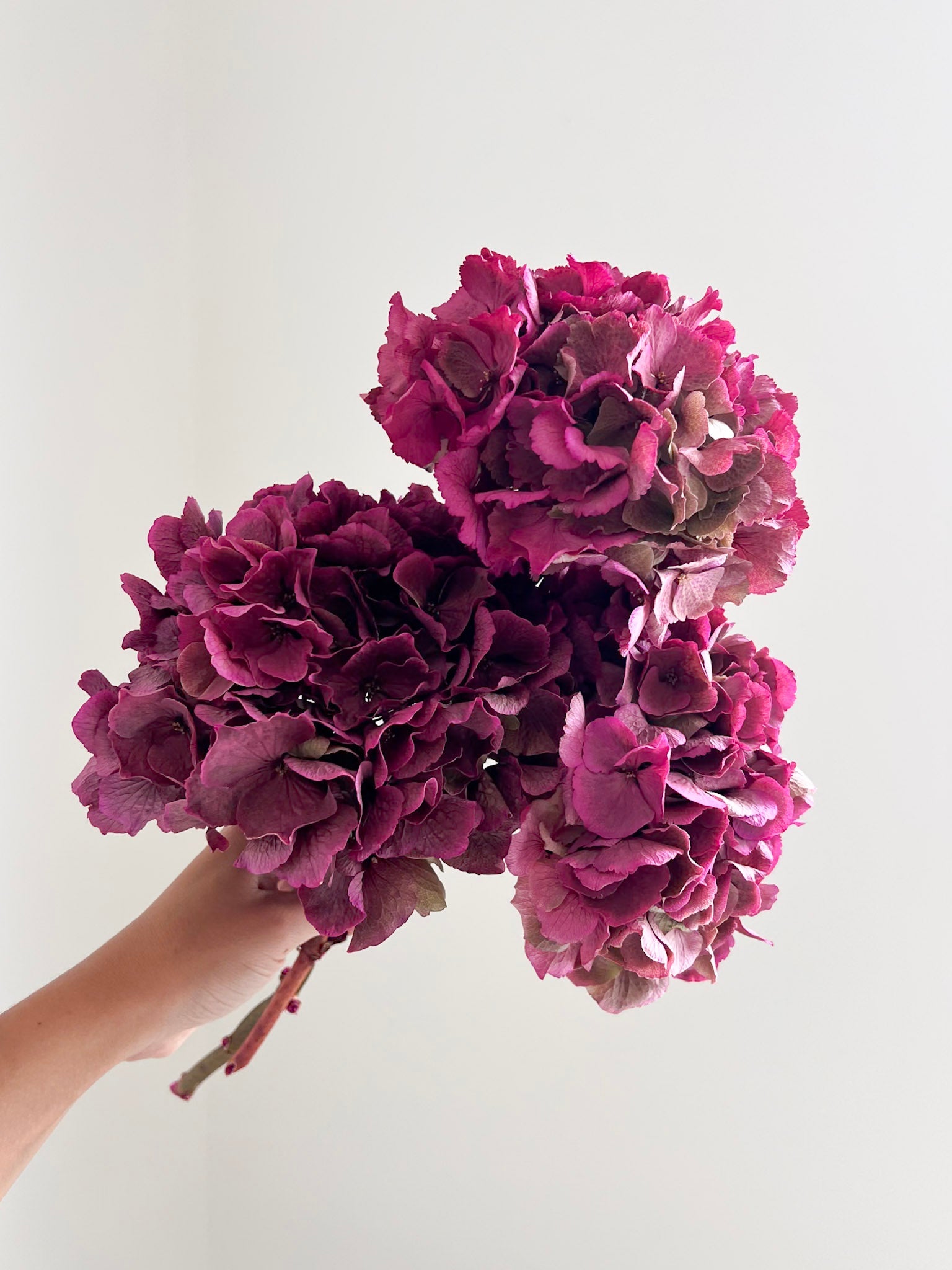LEONARDA » 3 ortensie essiccate dalle tonalità sfumate del fucsia - Bloomoon
