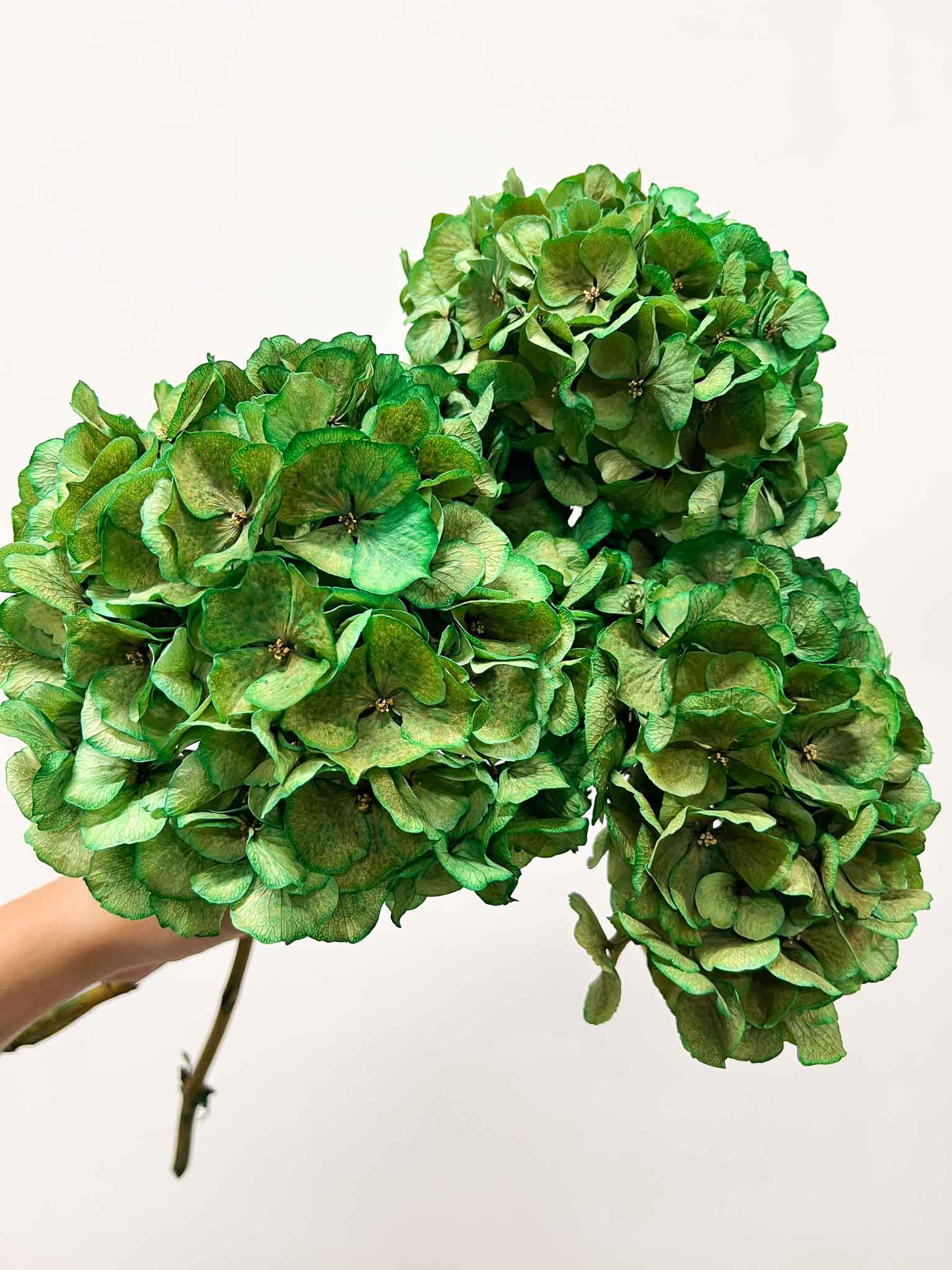 LEONARDA » 3 ortensie essiccate dalle tonalità sfumate del verde - Bloomoon