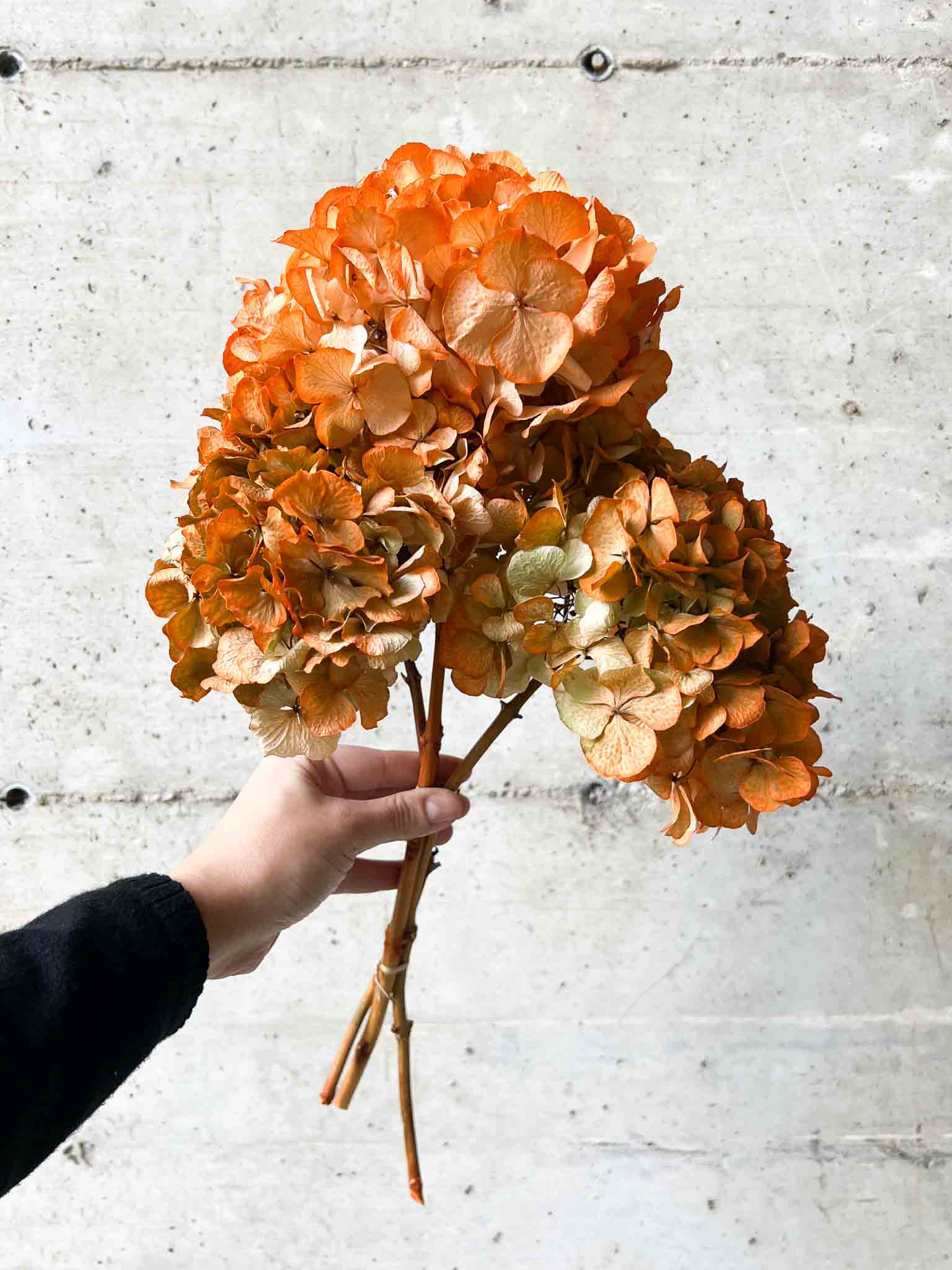 LEONARDA » 3 ortensie essiccate dalle tonalità sfumate dell'arancione - Bloomoon