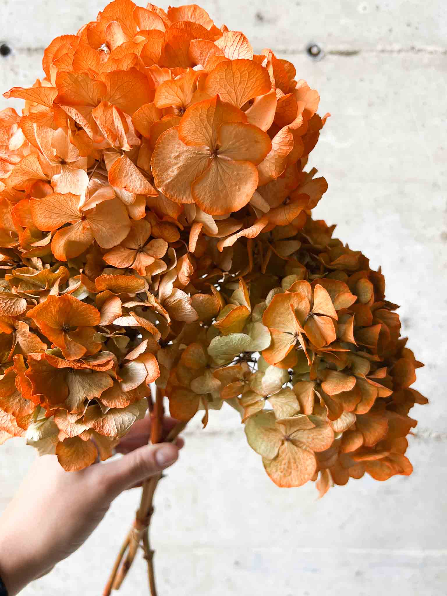 LEONARDA » 3 ortensie essiccate dalle tonalità sfumate dell'arancione - Bloomoon