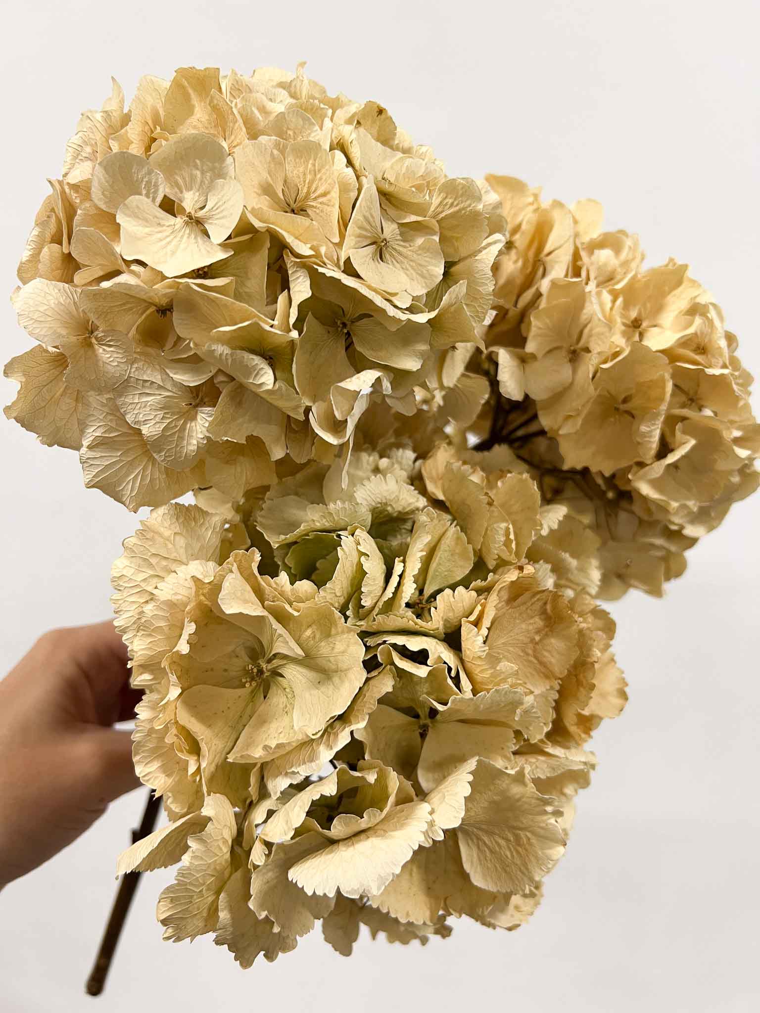 LEONARDA » 3 ortensie essiccate naturali - Bloomoon