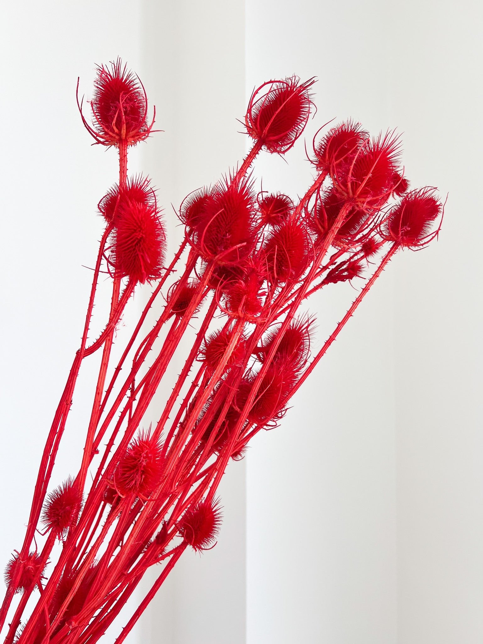 LEONE » Mazzo di Cardi rosso H100cm - Bloomoon