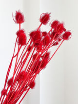 LEONE » Mazzo di Cardi rosso H100cm - Bloomoon
