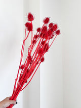 LEONE » Mazzo di Cardi rosso H100cm - Bloomoon