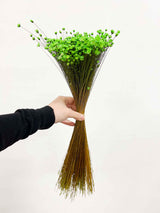 LICIA » Mazzo di fiori di Glixia verde - Bloomoon