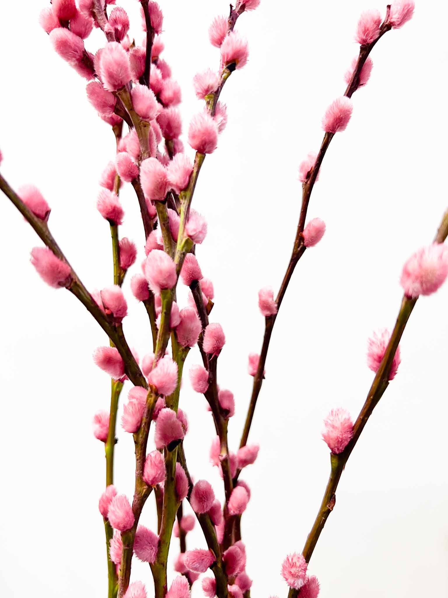 LIDIANA » Mazzo di Salice colorato essiccato rosa - Bloomoon