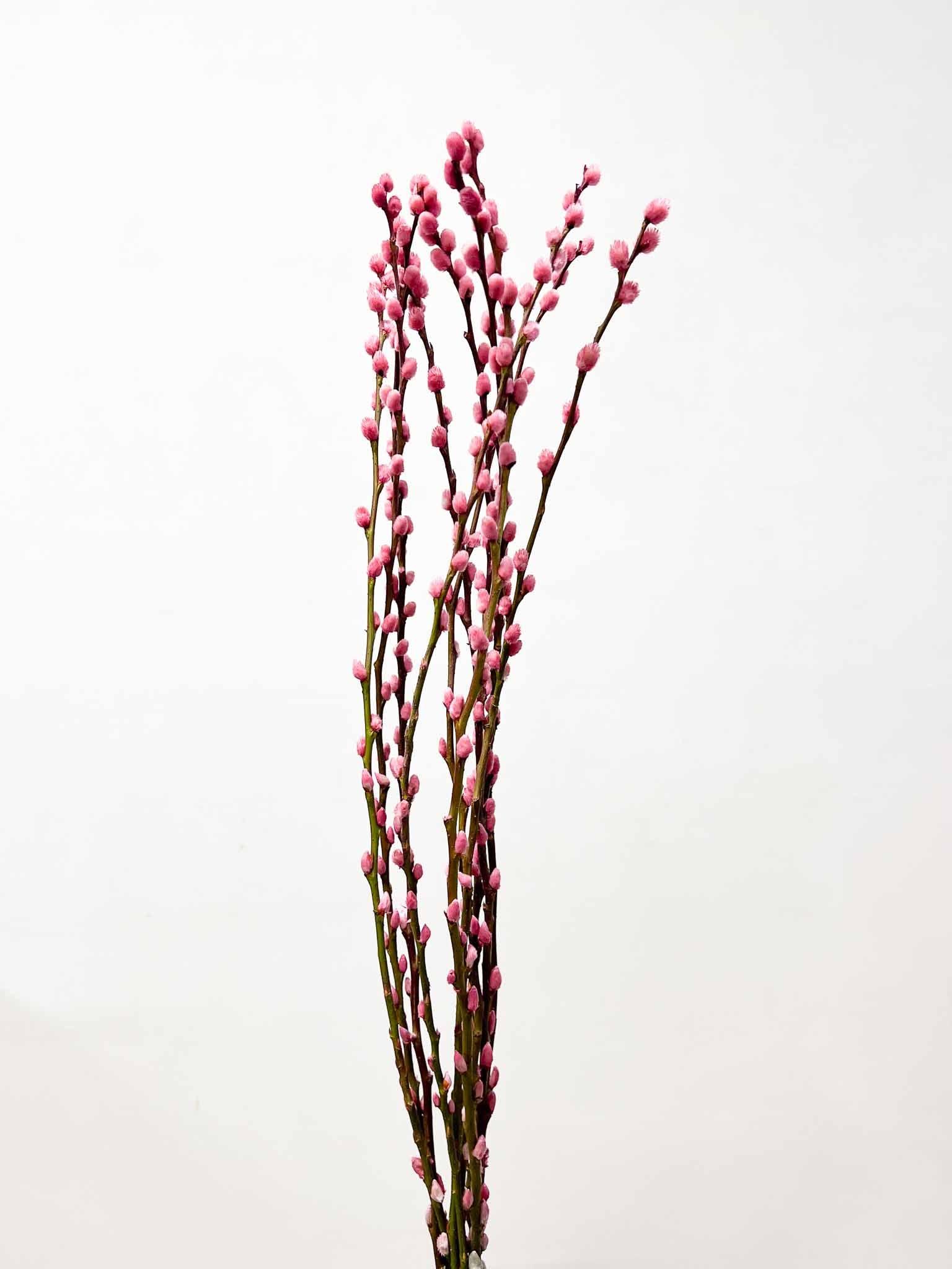 LIDIANA » Mazzo di Salice colorato essiccato rosa - Bloomoon