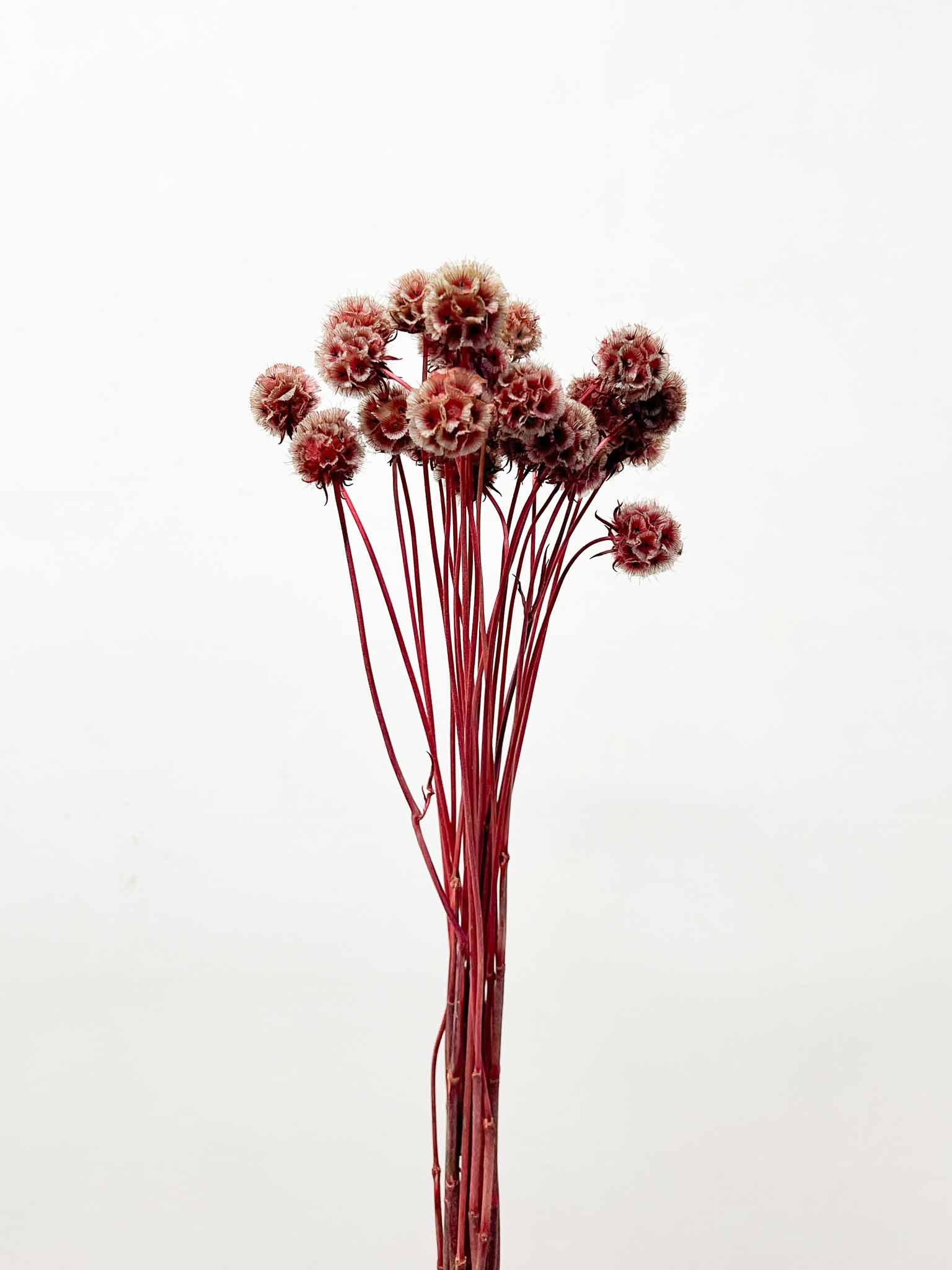 LOREDANA » Scabiosa Stellata essiccata rossa - Bloomoon