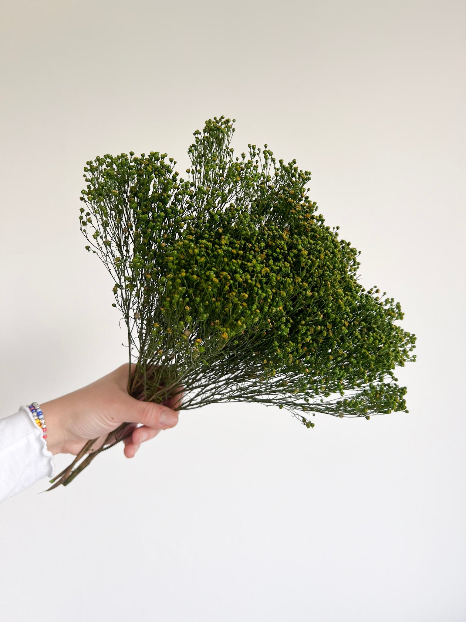 LORIS » Mazzo di Broom Bloom verde stabilizzato - Bloomoon