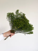 LORIS » Mazzo di Broom Bloom verde stabilizzato - Bloomoon