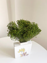 LORIS » Mazzo di Broom Bloom verde stabilizzato - Bloomoon