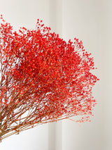 LULÙ » Mazzo di Gypsophila o nebbiolina stabilizzata arancione - Bloomoon