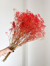 LULÙ » Mazzo di Gypsophila o nebbiolina stabilizzata arancione - Bloomoon