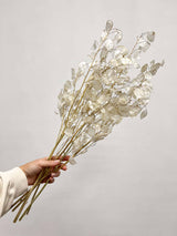 LUNA » Mazzo di Lunaria Sfogliata naturale - Bloomoon