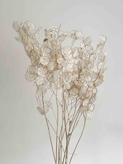 LUNA » Mazzo di Lunaria Sfogliata naturale - Bloomoon