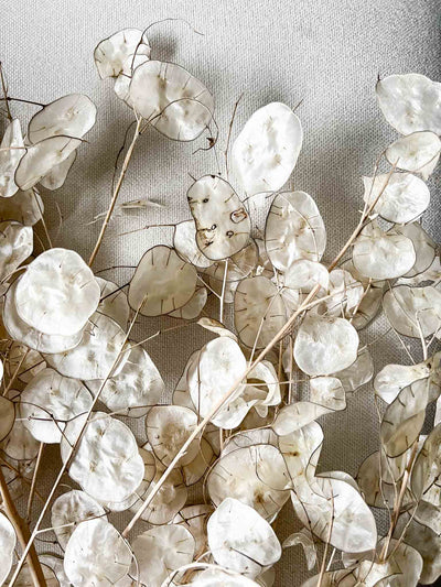 LUNA » Mazzo di Lunaria Sfogliata naturale - Bloomoon