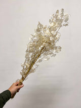 LUNA » Mazzo di Lunaria Sfogliata naturale - Bloomoon