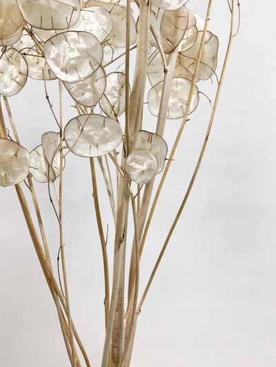 LUNA » Mazzo di Lunaria Sfogliata naturale - Bloomoon