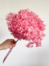 MABEL » Ortensia stabilizzata Annabelle stelo lungo rosa - Bloomoon