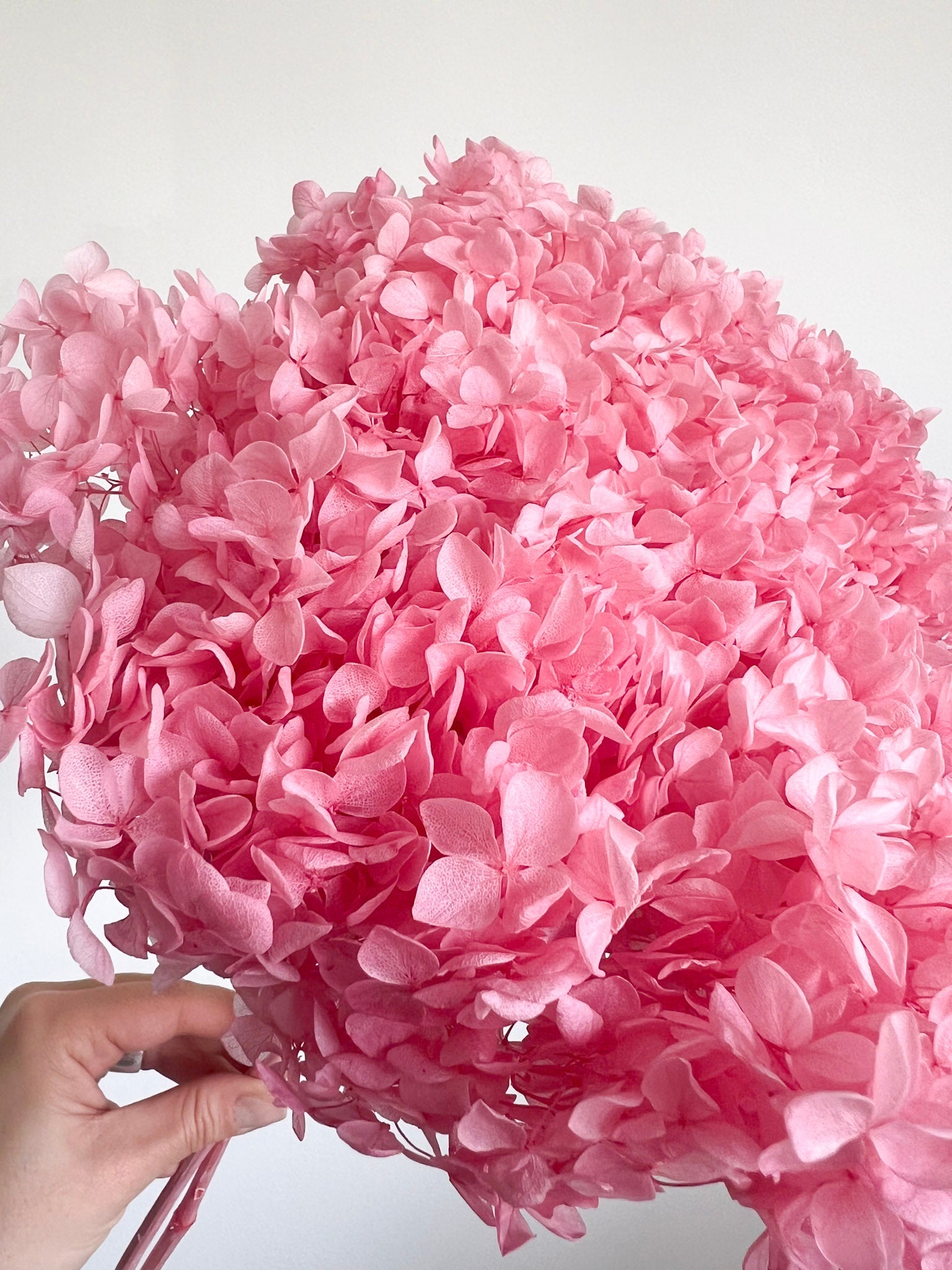 MABEL » Ortensia stabilizzata Annabelle stelo lungo rosa - Bloomoon