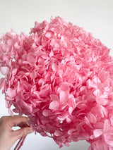 MABEL » Ortensia stabilizzata Annabelle stelo lungo rosa - Bloomoon