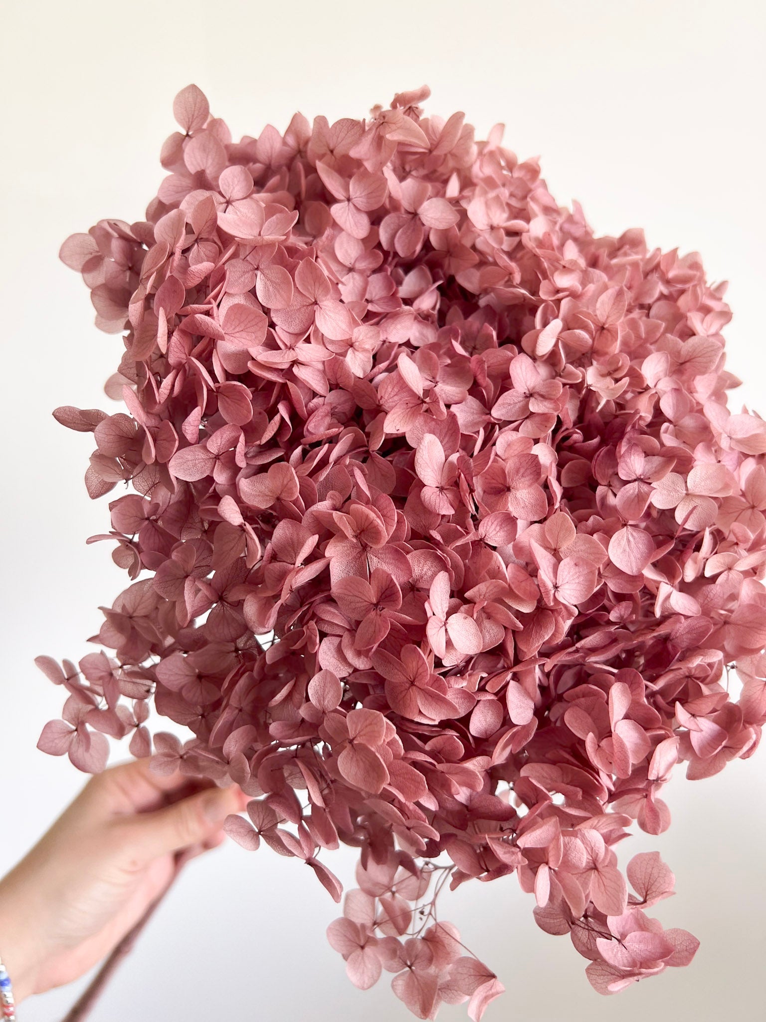 MAELLE » Ortensia stabilizzata Annabelle stelo lungo malva - Bloomoon