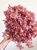 MAELLE » Ortensia stabilizzata Annabelle stelo lungo malva - Bloomoon