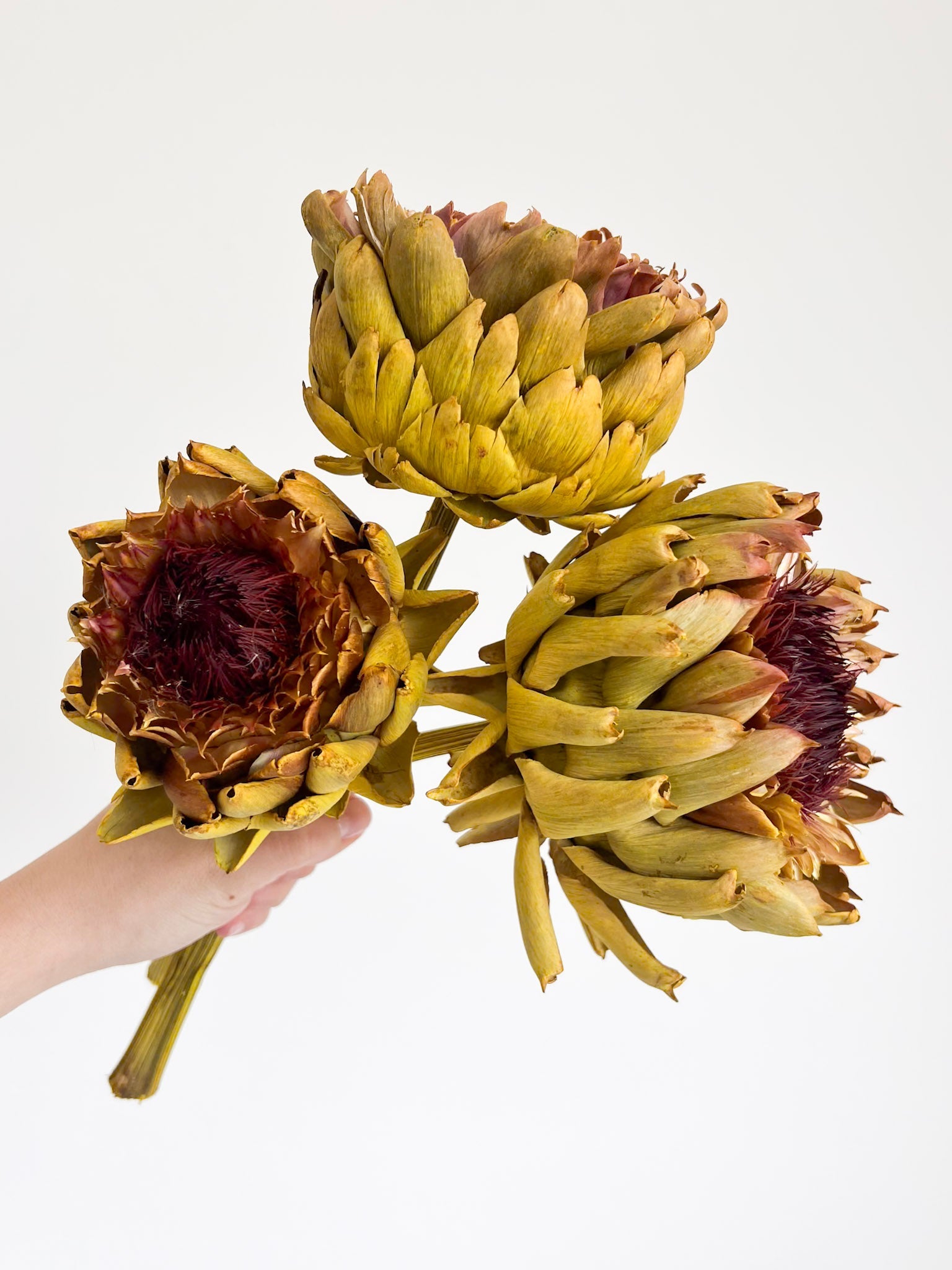 MAGDA » 3 Carciofi grandi essiccati gialli - Bloomoon