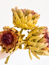 MAGDA » 3 Carciofi grandi essiccati gialli - Bloomoon