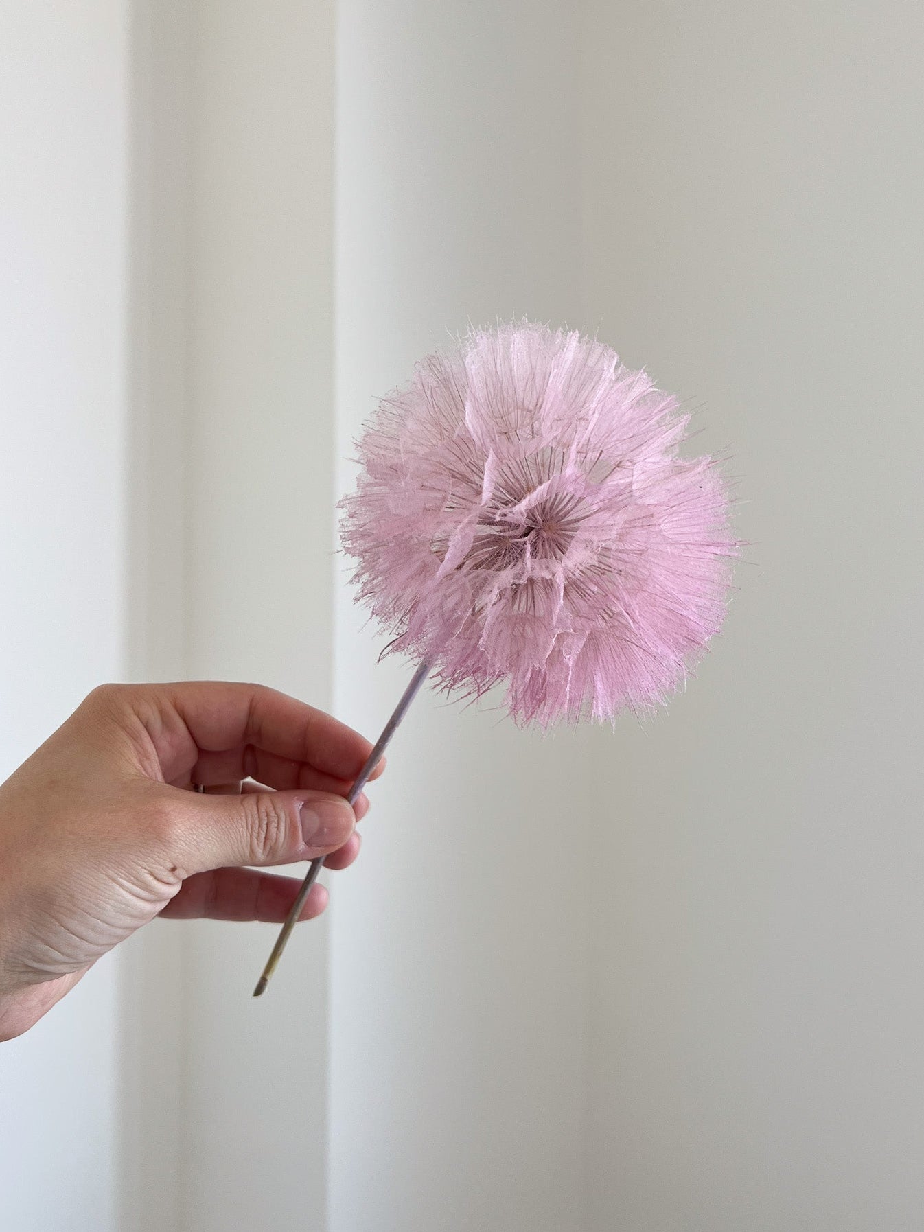 MAGÒ » stelo del Frutto del fiore del Tragopogon o "soffione" lilla chiaro - Bloomoon
