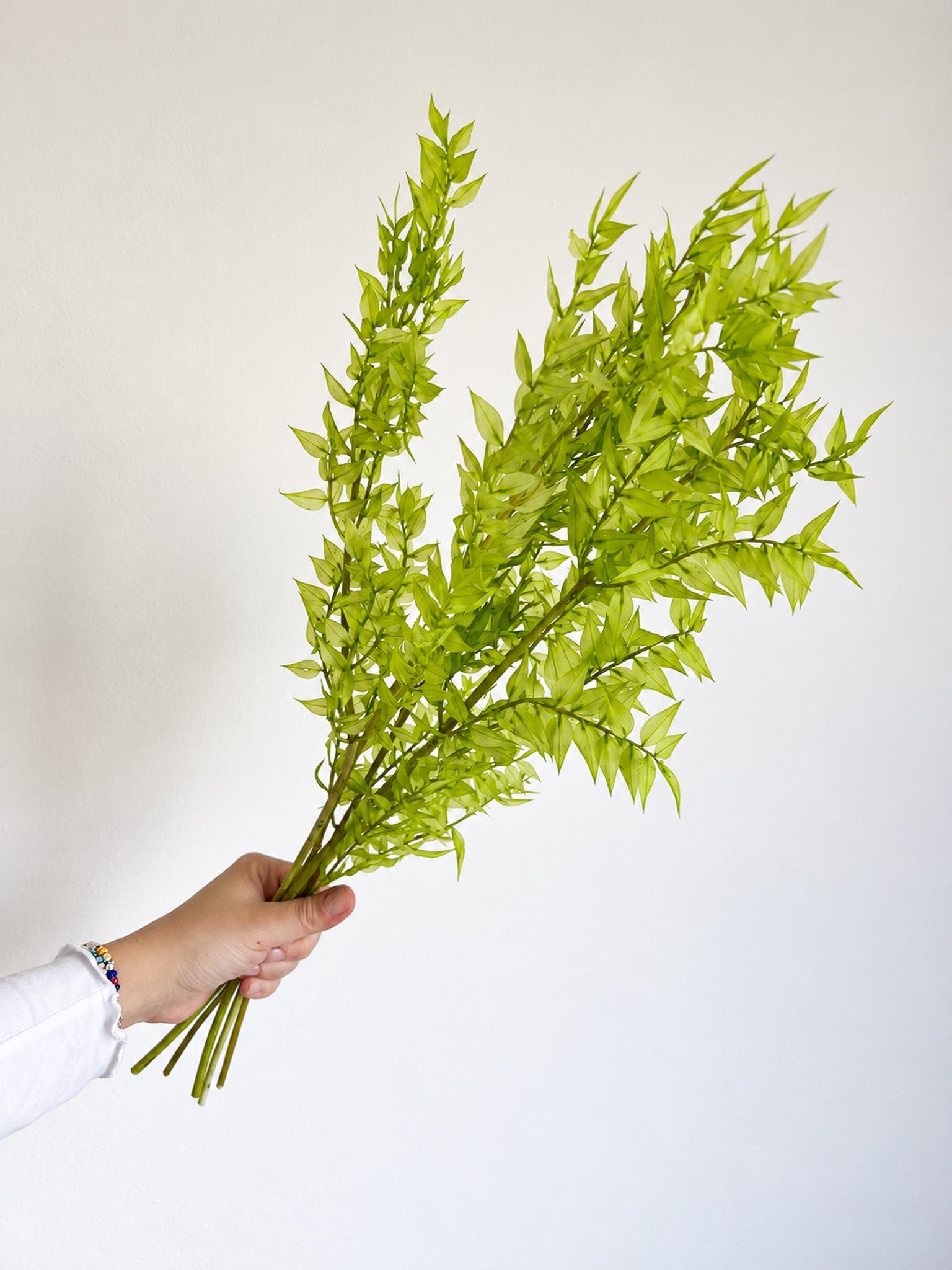 MALIKA » Ruscus stabilizzato verde lime chiaro - Bloomoon
