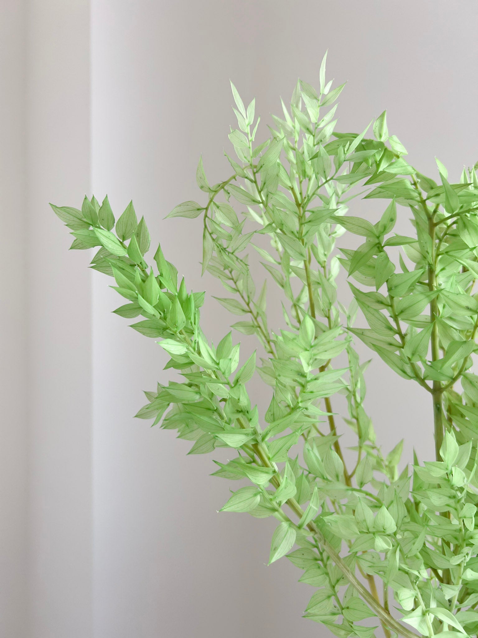MALIKA » Ruscus stabilizzato verde lime chiaro - Bloomoon