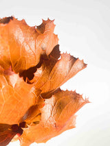 MANFREDO » Fiore di Hakea essiccato colorato arancio - Bloomoon