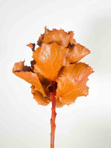 MANFREDO » Fiore di Hakea essiccato colorato arancio - Bloomoon