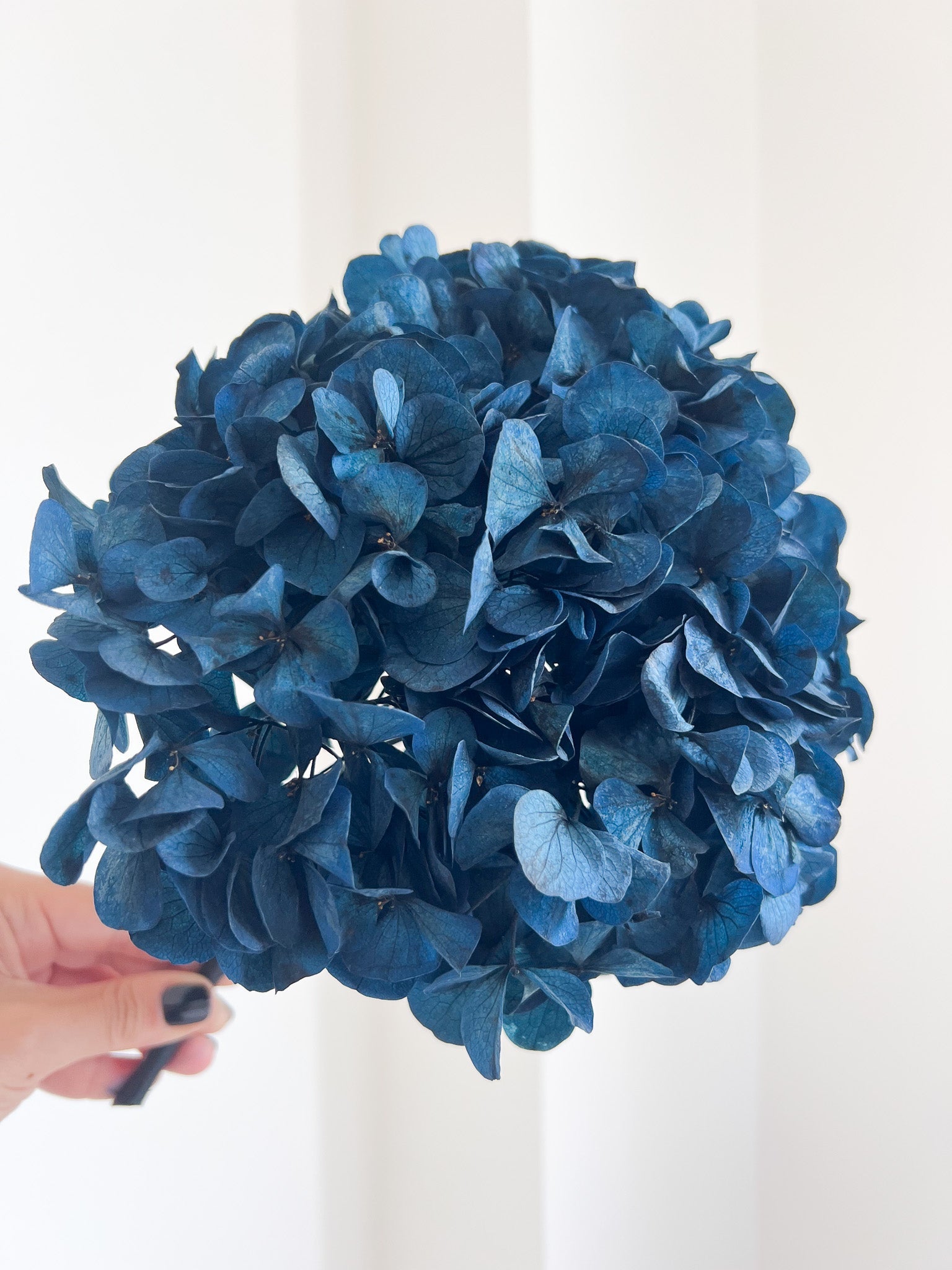 MARCELLA » Ortensia stabilizzata blu - Bloomoon