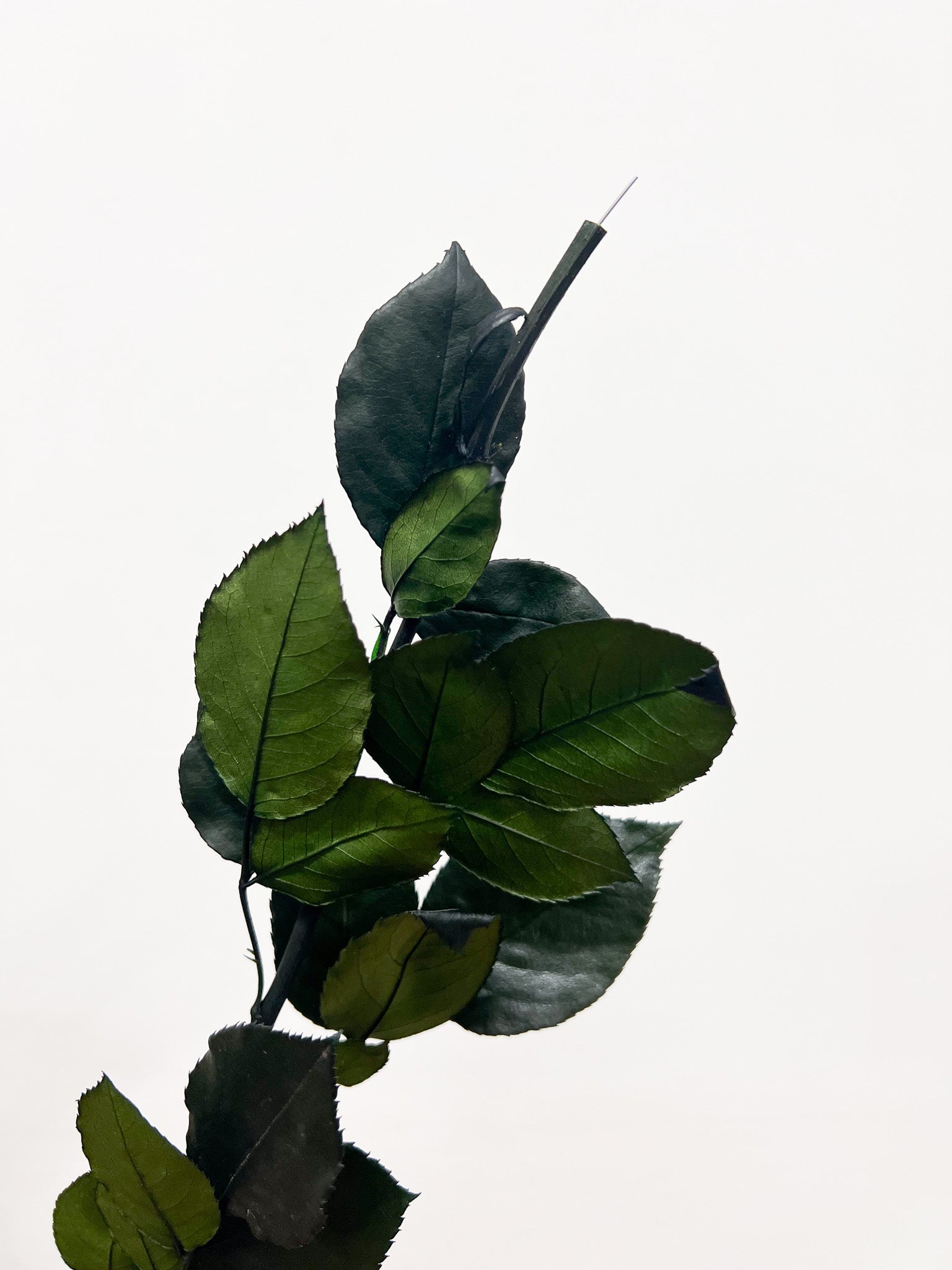 MARICONDO » stelo di rosa stabilizzato verde H65cm - Bloomoon