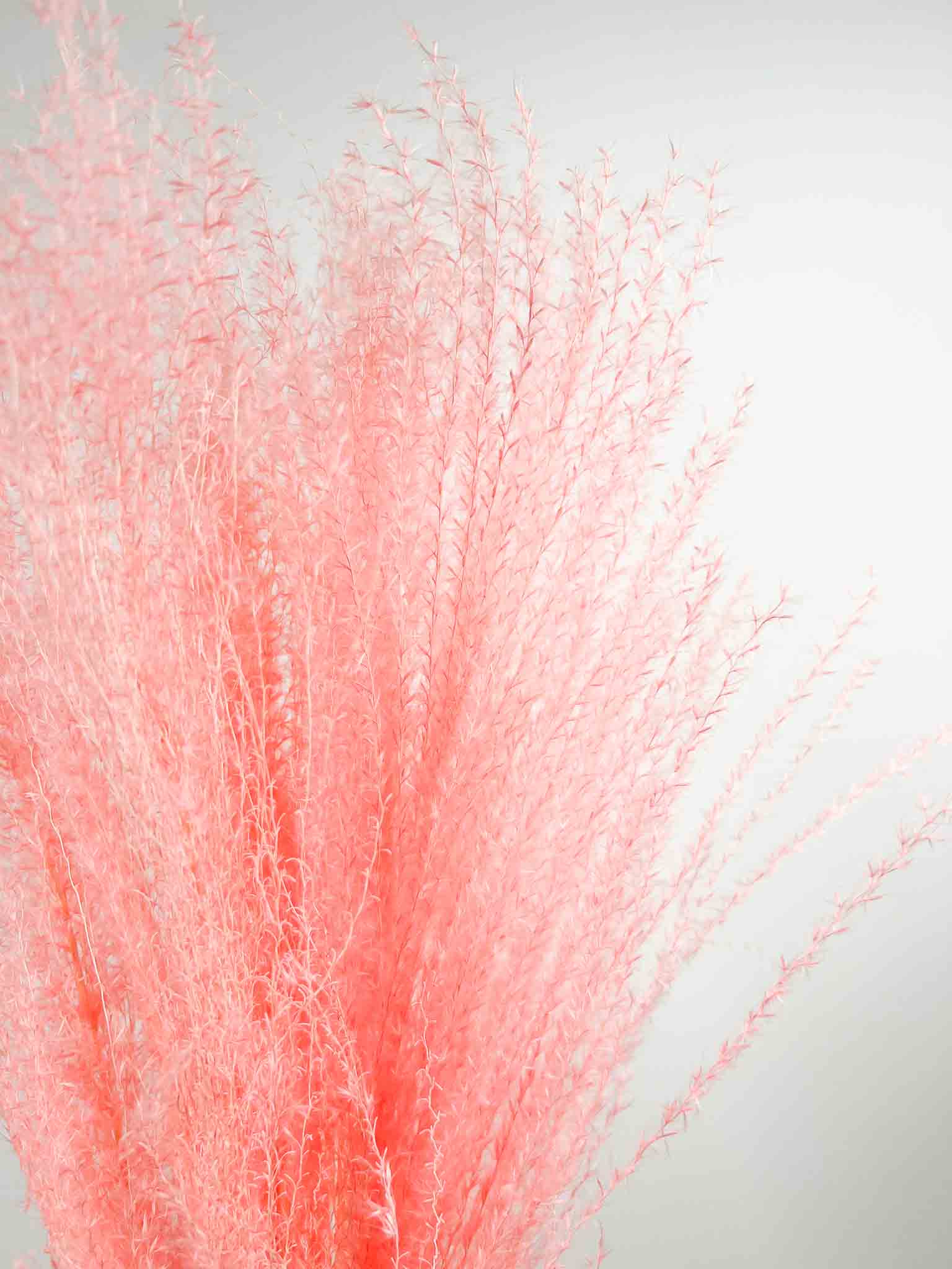 MARINA » Miscanthus rosa essiccato - Bloomoon