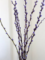 MARINELLA » Mazzo di Salice colorato essiccato milka - Bloomoon