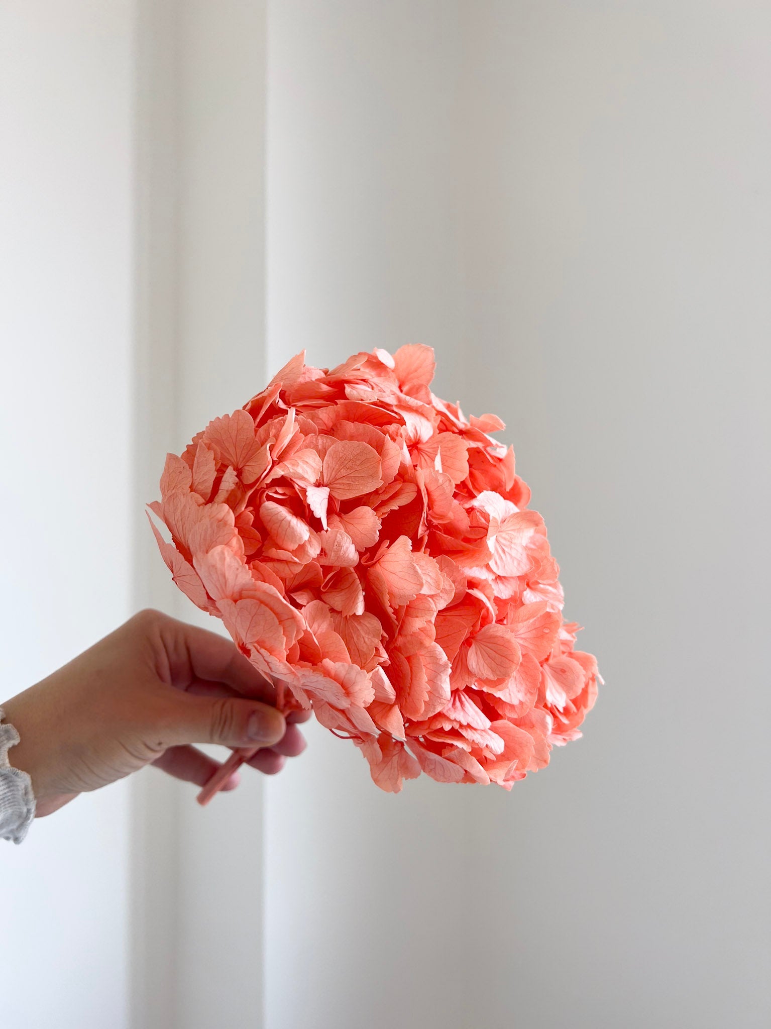 MARISSA » Ortensia stabilizzata premium corallo - Bloomoon
