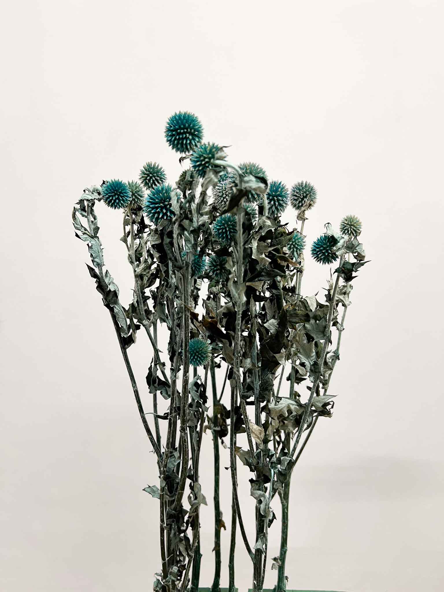 MARISTELLA » Mazzo di Echinops stabilizzato petrolio - Bloomoon