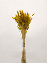 MATTEO » Mazzo di Lagurus senape - Bloomoon