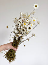 MATTIA » Mazzo di Acroclinium naturale - Bloomoon
