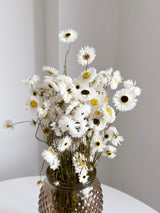 MATTIA » Mazzo di Acroclinium naturale - Bloomoon