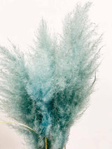 MAURO » Pampas celeste 5 steli - Bloomoon