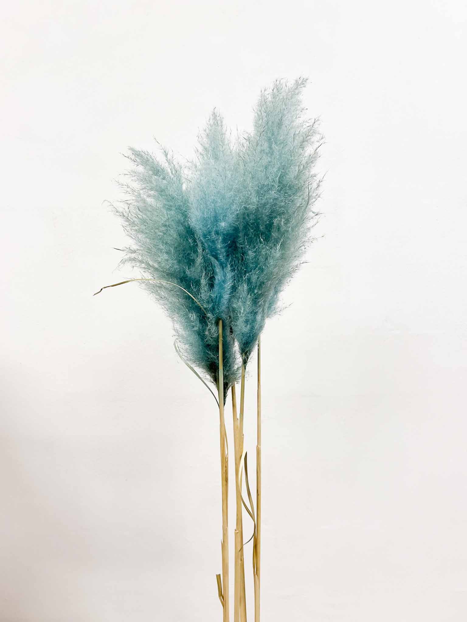 MAURO » Pampas celeste 5 steli - Bloomoon